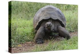 Galapagos giant tortoise. Genovesa Island, Galapagos Islands, Ecuador.-Adam Jones-Stretched Canvas