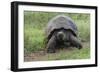 Galapagos giant tortoise. Genovesa Island, Galapagos Islands, Ecuador.-Adam Jones-Framed Photographic Print