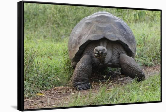 Galapagos giant tortoise. Genovesa Island, Galapagos Islands, Ecuador.-Adam Jones-Framed Stretched Canvas