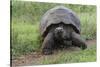 Galapagos giant tortoise. Genovesa Island, Galapagos Islands, Ecuador.-Adam Jones-Stretched Canvas