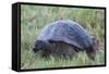 Galapagos Giant Tortoise (Geochelone Elephantophus Vandenburgi)-G and M Therin-Weise-Framed Stretched Canvas