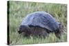 Galapagos Giant Tortoise (Geochelone Elephantophus Vandenburgi)-G and M Therin-Weise-Stretched Canvas