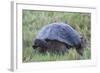 Galapagos Giant Tortoise (Geochelone Elephantophus Vandenburgi)-G and M Therin-Weise-Framed Photographic Print