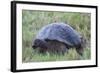 Galapagos Giant Tortoise (Geochelone Elephantophus Vandenburgi)-G and M Therin-Weise-Framed Photographic Print