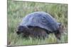 Galapagos Giant Tortoise (Geochelone Elephantophus Vandenburgi)-G and M Therin-Weise-Mounted Photographic Print