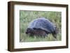 Galapagos Giant Tortoise (Geochelone Elephantophus Vandenburgi)-G and M Therin-Weise-Framed Photographic Print