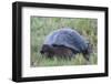 Galapagos Giant Tortoise (Geochelone Elephantophus Vandenburgi)-G and M Therin-Weise-Framed Photographic Print