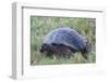 Galapagos Giant Tortoise (Geochelone Elephantophus Vandenburgi)-G and M Therin-Weise-Framed Photographic Print