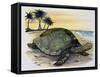 Galapagos Giant Tortoise (Geochelone Elephantopus), Testudinidae-null-Framed Stretched Canvas