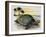 Galapagos Giant Tortoise (Geochelone Elephantopus), Testudinidae-null-Framed Giclee Print