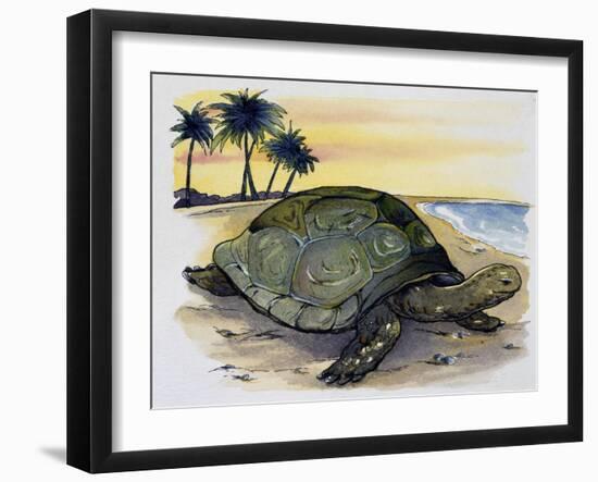 Galapagos Giant Tortoise (Geochelone Elephantopus), Testudinidae-null-Framed Giclee Print
