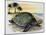 Galapagos Giant Tortoise (Geochelone Elephantopus), Testudinidae-null-Mounted Giclee Print