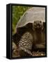 Galapagos Giant Tortoise, Highlands, Santa Cruz Island, Galapagos Islands, Ecuador-Pete Oxford-Framed Stretched Canvas