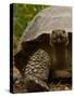 Galapagos Giant Tortoise, Highlands, Santa Cruz Island, Galapagos Islands, Ecuador-Pete Oxford-Stretched Canvas