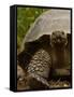 Galapagos Giant Tortoise, Highlands, Santa Cruz Island, Galapagos Islands, Ecuador-Pete Oxford-Framed Stretched Canvas