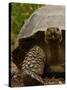 Galapagos Giant Tortoise, Highlands, Santa Cruz Island, Galapagos Islands, Ecuador-Pete Oxford-Stretched Canvas