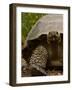 Galapagos Giant Tortoise, Highlands, Santa Cruz Island, Galapagos Islands, Ecuador-Pete Oxford-Framed Photographic Print