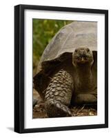 Galapagos Giant Tortoise, Highlands, Santa Cruz Island, Galapagos Islands, Ecuador-Pete Oxford-Framed Photographic Print