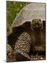 Galapagos Giant Tortoise, Highlands, Santa Cruz Island, Galapagos Islands, Ecuador-Pete Oxford-Mounted Photographic Print