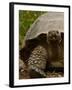 Galapagos Giant Tortoise, Highlands, Santa Cruz Island, Galapagos Islands, Ecuador-Pete Oxford-Framed Photographic Print