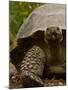 Galapagos Giant Tortoise, Highlands, Santa Cruz Island, Galapagos Islands, Ecuador-Pete Oxford-Mounted Photographic Print