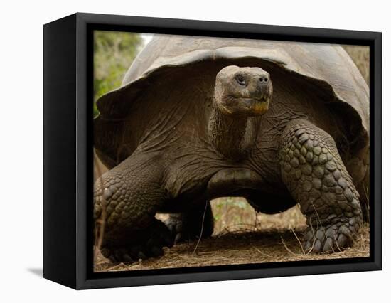 Galapagos Giant Tortoise, Highlands, Santa Cruz Island, Galapagos Islands, Ecuador-Pete Oxford-Framed Stretched Canvas