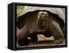 Galapagos Giant Tortoise, Highlands, Santa Cruz Island, Galapagos Islands, Ecuador-Pete Oxford-Framed Stretched Canvas