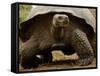 Galapagos Giant Tortoise, Highlands, Santa Cruz Island, Galapagos Islands, Ecuador-Pete Oxford-Framed Stretched Canvas