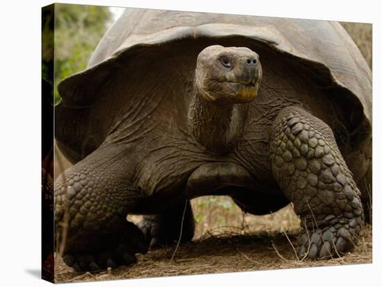 Galapagos Giant Tortoise, Highlands, Santa Cruz Island, Galapagos Islands, Ecuador-Pete Oxford-Stretched Canvas