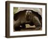 Galapagos Giant Tortoise, Highlands, Santa Cruz Island, Galapagos Islands, Ecuador-Pete Oxford-Framed Photographic Print