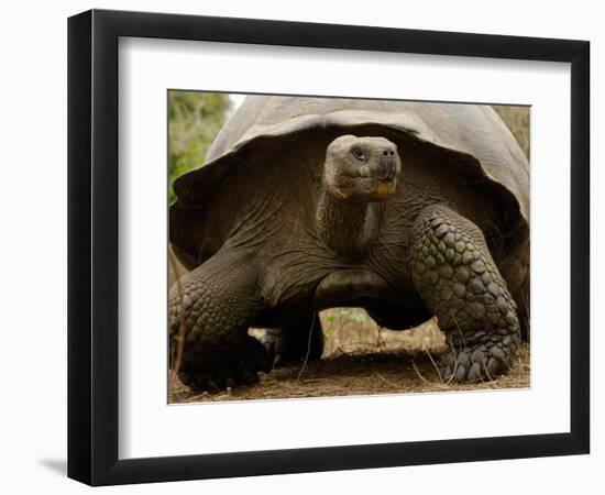 Galapagos Giant Tortoise, Highlands, Santa Cruz Island, Galapagos Islands, Ecuador-Pete Oxford-Framed Photographic Print