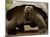 Galapagos Giant Tortoise, Highlands, Santa Cruz Island, Galapagos Islands, Ecuador-Pete Oxford-Mounted Photographic Print