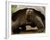 Galapagos Giant Tortoise, Highlands, Santa Cruz Island, Galapagos Islands, Ecuador-Pete Oxford-Framed Photographic Print