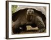 Galapagos Giant Tortoise, Highlands, Santa Cruz Island, Galapagos Islands, Ecuador-Pete Oxford-Framed Photographic Print