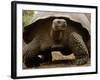 Galapagos Giant Tortoise, Highlands, Santa Cruz Island, Galapagos Islands, Ecuador-Pete Oxford-Framed Photographic Print