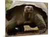 Galapagos Giant Tortoise, Highlands, Santa Cruz Island, Galapagos Islands, Ecuador-Pete Oxford-Mounted Photographic Print