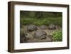Galapagos Giant Tortoise Santa Cruz Island Galapagos Islands, Ecuador-Pete Oxford-Framed Photographic Print