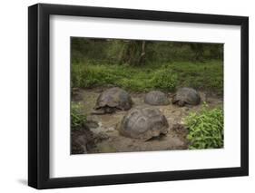 Galapagos Giant Tortoise Santa Cruz Island Galapagos Islands, Ecuador-Pete Oxford-Framed Photographic Print