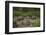 Galapagos Giant Tortoise Santa Cruz Island Galapagos Islands, Ecuador-Pete Oxford-Framed Photographic Print