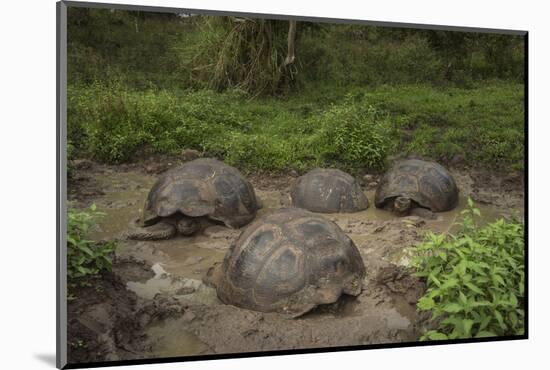 Galapagos Giant Tortoise Santa Cruz Island Galapagos Islands, Ecuador-Pete Oxford-Mounted Photographic Print