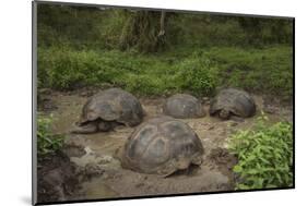 Galapagos Giant Tortoise Santa Cruz Island Galapagos Islands, Ecuador-Pete Oxford-Mounted Photographic Print