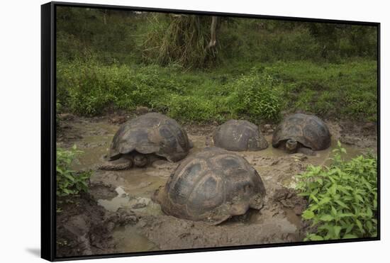 Galapagos Giant Tortoise Santa Cruz Island Galapagos Islands, Ecuador-Pete Oxford-Framed Stretched Canvas