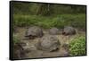 Galapagos Giant Tortoise Santa Cruz Island Galapagos Islands, Ecuador-Pete Oxford-Framed Stretched Canvas