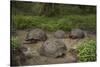 Galapagos Giant Tortoise Santa Cruz Island Galapagos Islands, Ecuador-Pete Oxford-Stretched Canvas