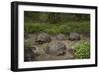 Galapagos Giant Tortoise Santa Cruz Island Galapagos Islands, Ecuador-Pete Oxford-Framed Photographic Print