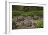 Galapagos Giant Tortoise Santa Cruz Island Galapagos Islands, Ecuador-Pete Oxford-Framed Photographic Print