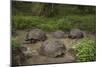 Galapagos Giant Tortoise Santa Cruz Island Galapagos Islands, Ecuador-Pete Oxford-Mounted Photographic Print