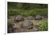 Galapagos Giant Tortoise Santa Cruz Island Galapagos Islands, Ecuador-Pete Oxford-Framed Photographic Print