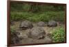 Galapagos Giant Tortoise Santa Cruz Island Galapagos Islands, Ecuador-Pete Oxford-Framed Photographic Print