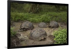 Galapagos Giant Tortoise Santa Cruz Island Galapagos Islands, Ecuador-Pete Oxford-Framed Photographic Print